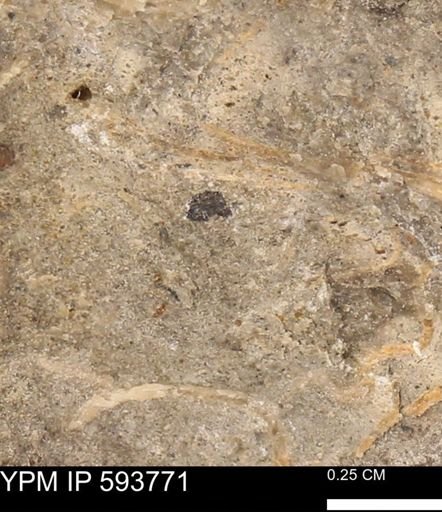 Baculites sp.