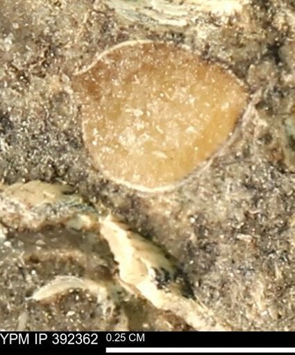 Protocardia subquadrata