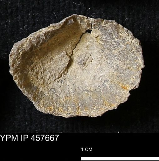 Helaspis sp.