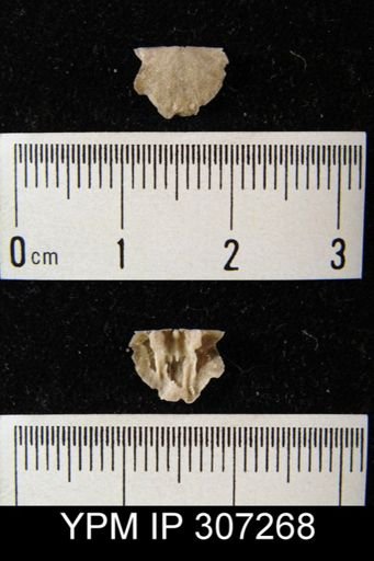 undet. Orthida