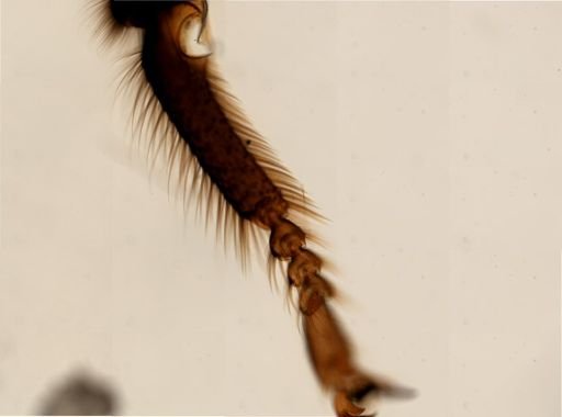 Hymenoptera