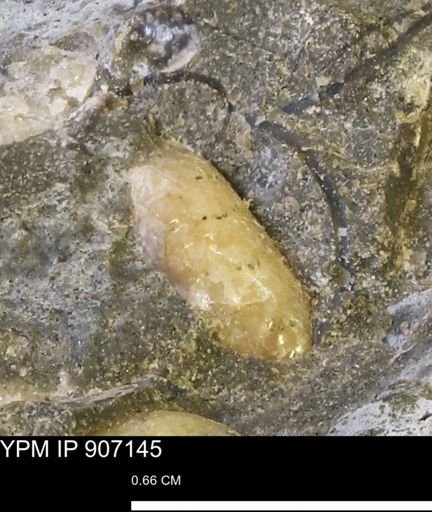 undet. Scaphitidae