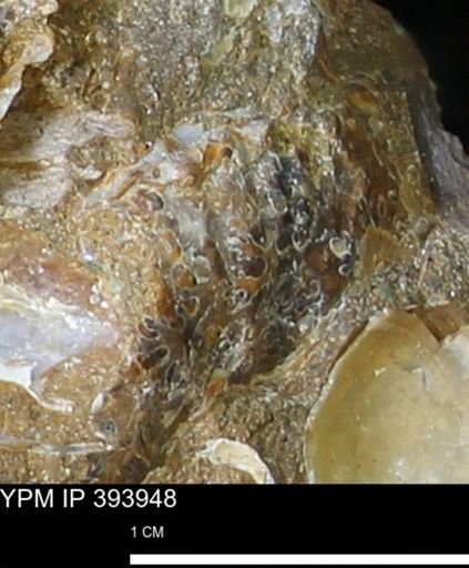 undet. Ammonoidea