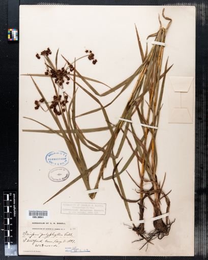 Scirpus polyphyllus