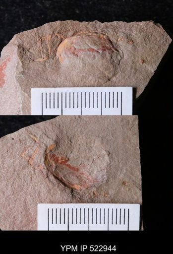 undet. Bivalvia