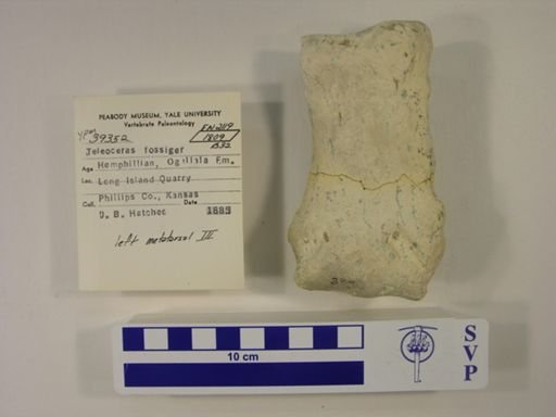 Teleoceras fossiger