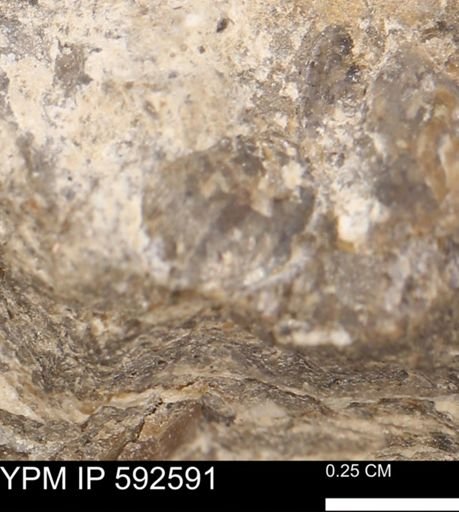 undet. Mollusca