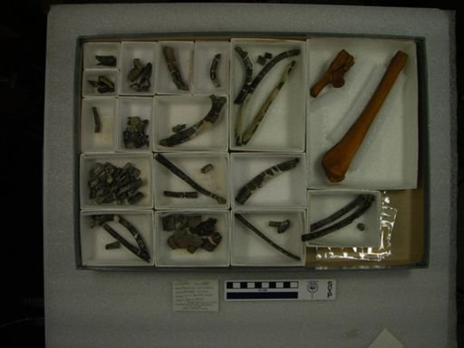 Mesonyx obtusidens