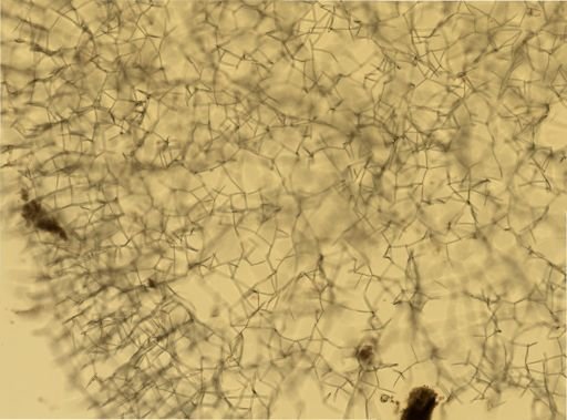 Haliclona oculata