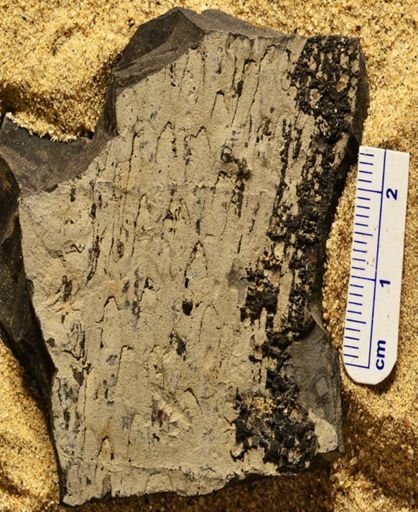 Lepidodendron