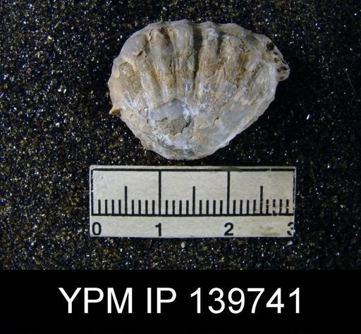 Streptorhynchus (Kiangsiella) pectiniformis
