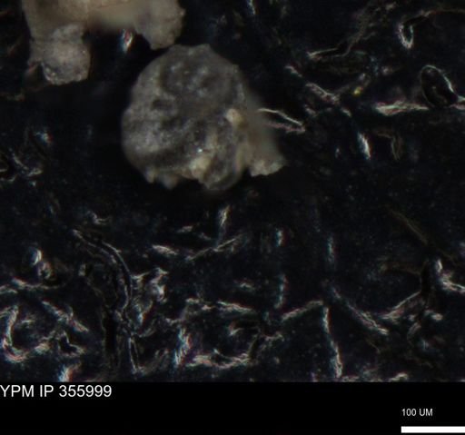 undet. Foraminiferida