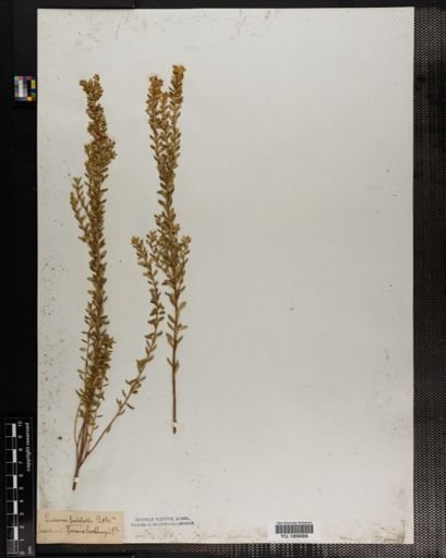 Plantae