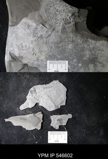 undet. Eurypterida