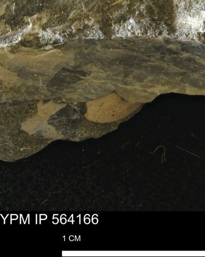 Limopsis sp.