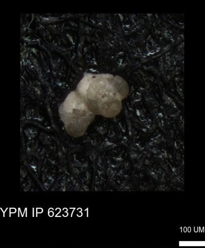undet. Foraminiferida
