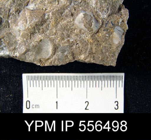 Chonetes mucronatus
