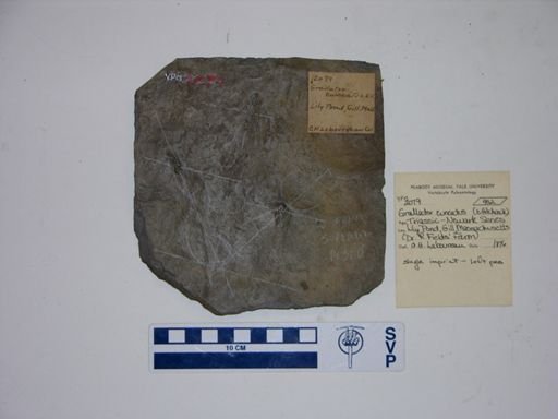 Grallator cuneatus