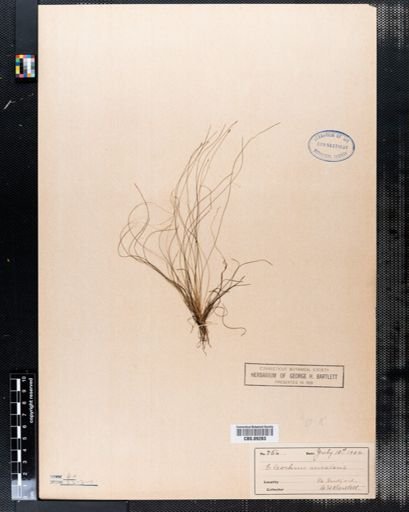 Eleocharis acicularis