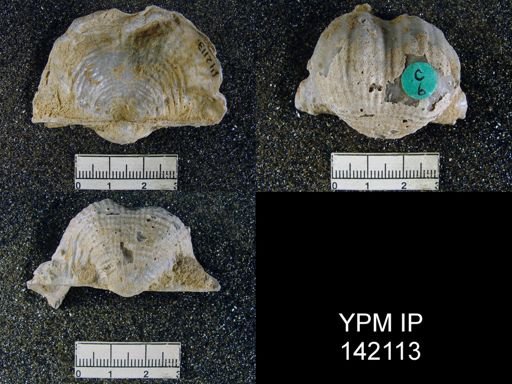 Productus (Dictyoclostus) indicus