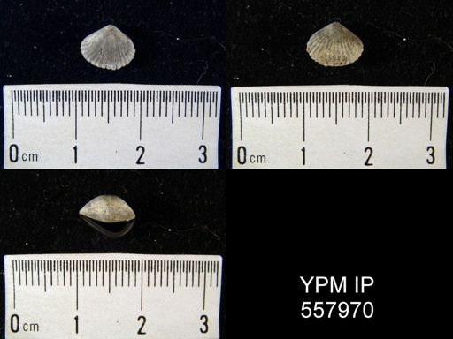 Camarotoechia sp.