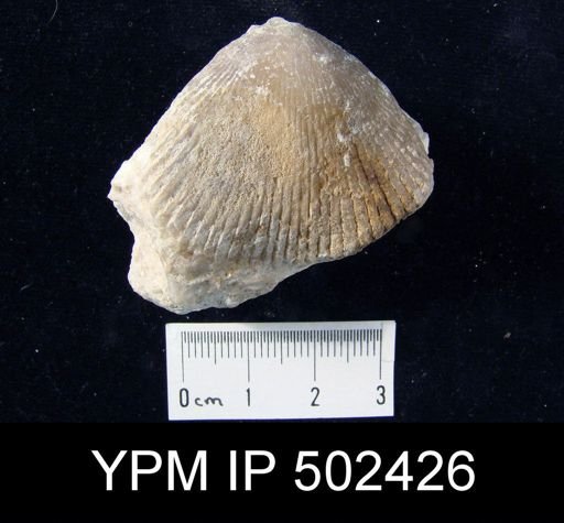 undet. Rhynchonellida