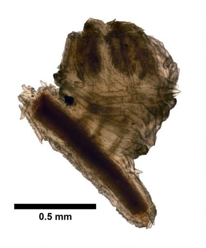 Chrysogorgia occidentalis