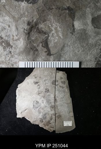 undet. Cephalopoda
