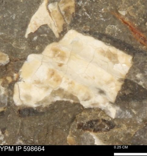 Inoceramus?