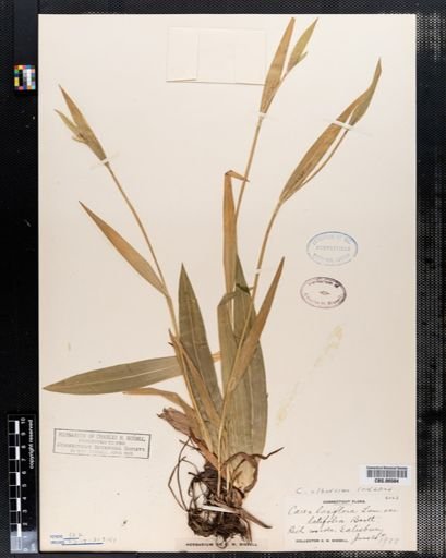 Carex laxiflora