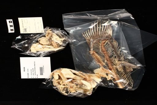 Amia ocellicauda