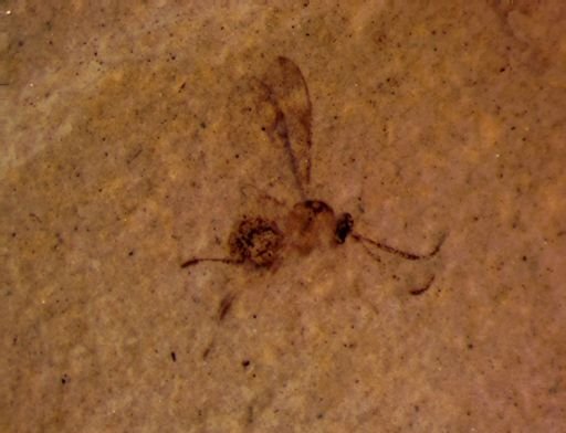 Ichneumonoidea?
