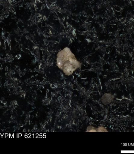 undet. Foraminiferida