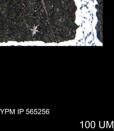 undet. Porifera