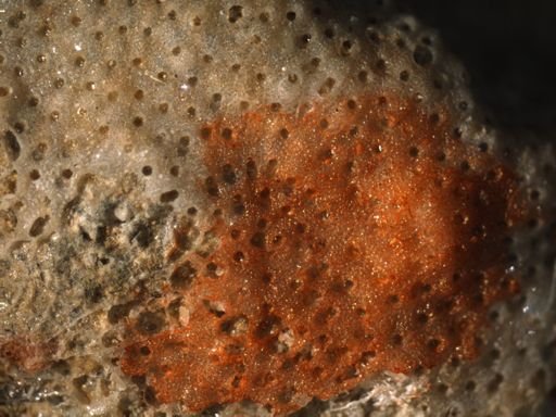 Watersipora