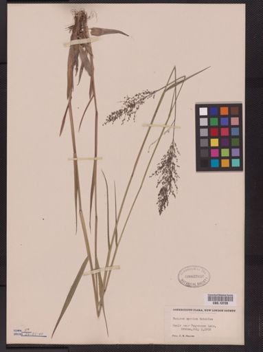 Panicum spretum