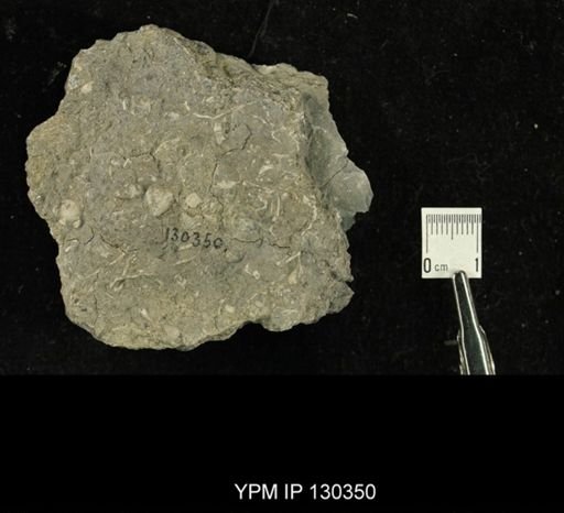 Phacops rana