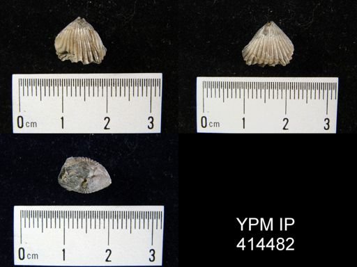 undet. Rhynchonellida