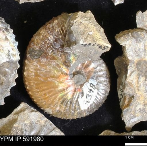 Jeletzkytes nebrascensis