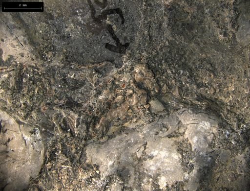 Aplocoma damesii
