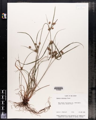Cyperus retrorsus