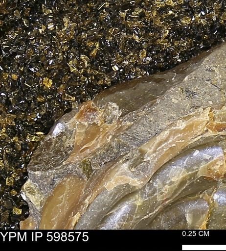 Inoceramus sp.