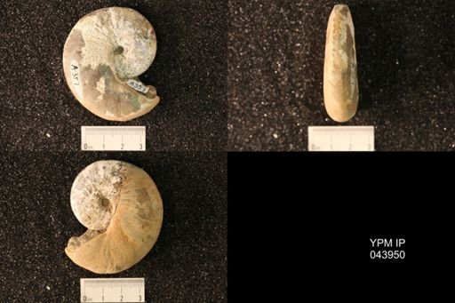 Hoploscaphites nicolletii