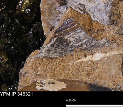 undet. Mollusca