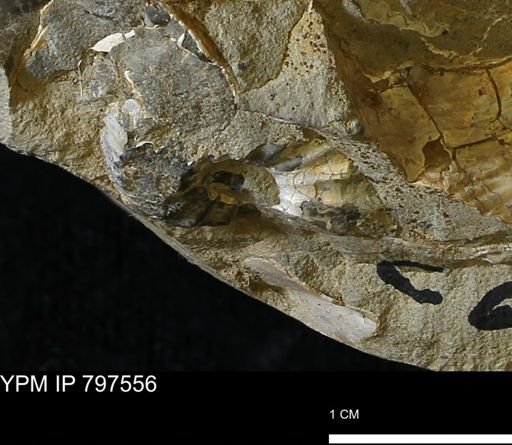 undet. Scaphitidae