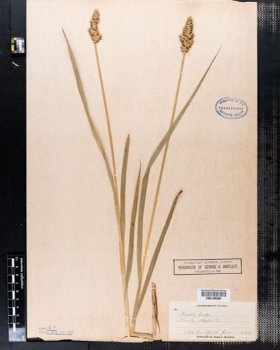 Carex stipata