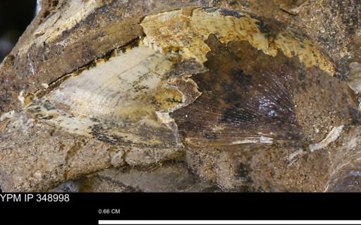 undet. Bivalvia
