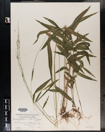 Brachyelytrum erectum