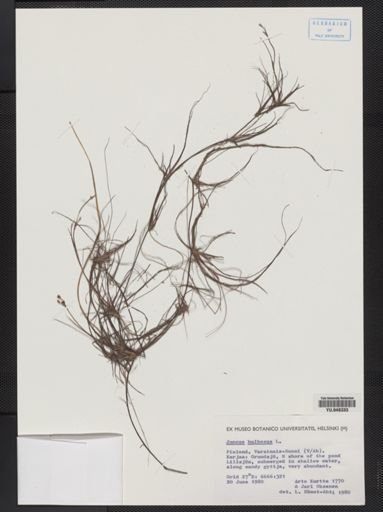 Juncus bulbosus