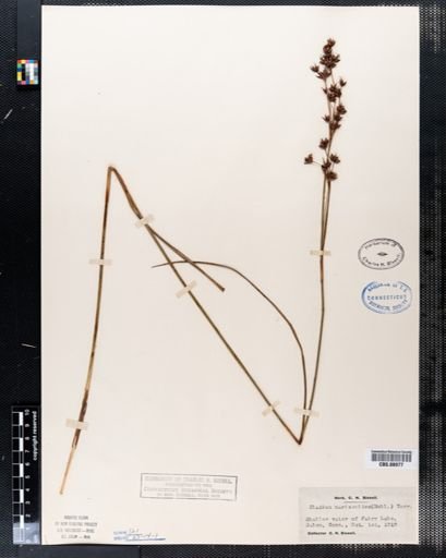 Cladium mariscoides